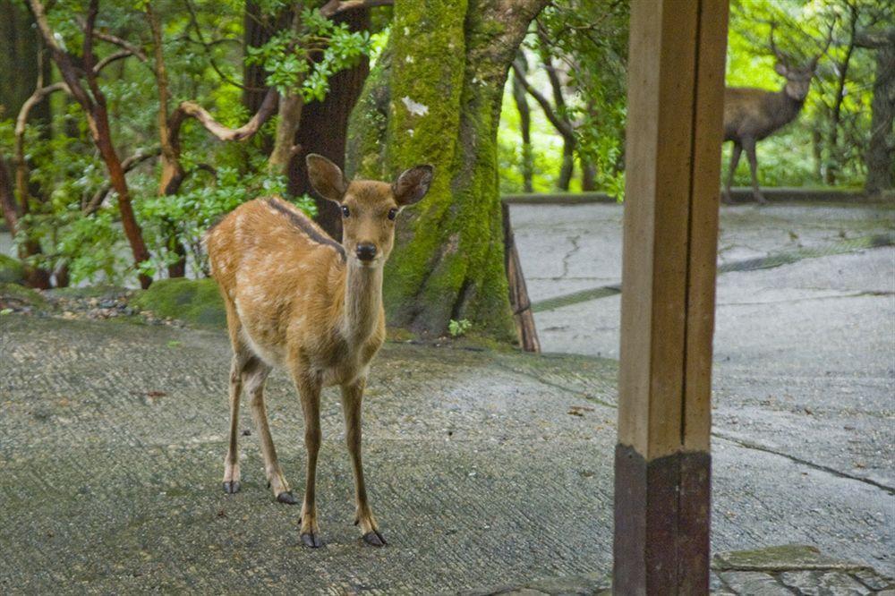 Tsukihitei Hotel Nara Luaran gambar